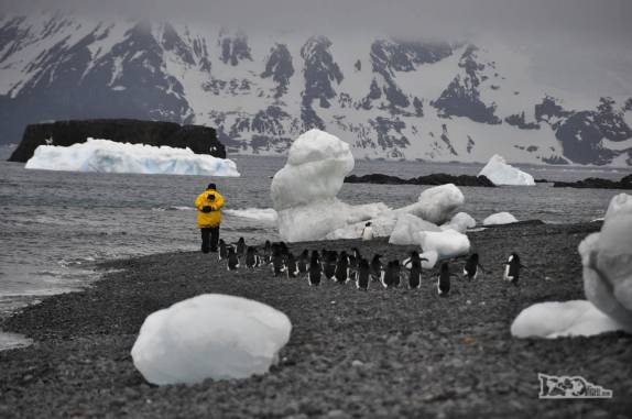 Pinguins parecem seguir turista na praia de Brown Bluff, na Antártida